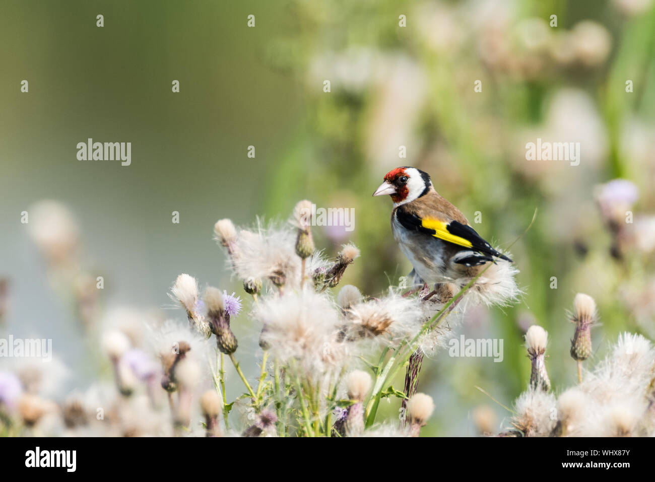 Chardonneret se nourrit de graines de chardon Banque D'Images