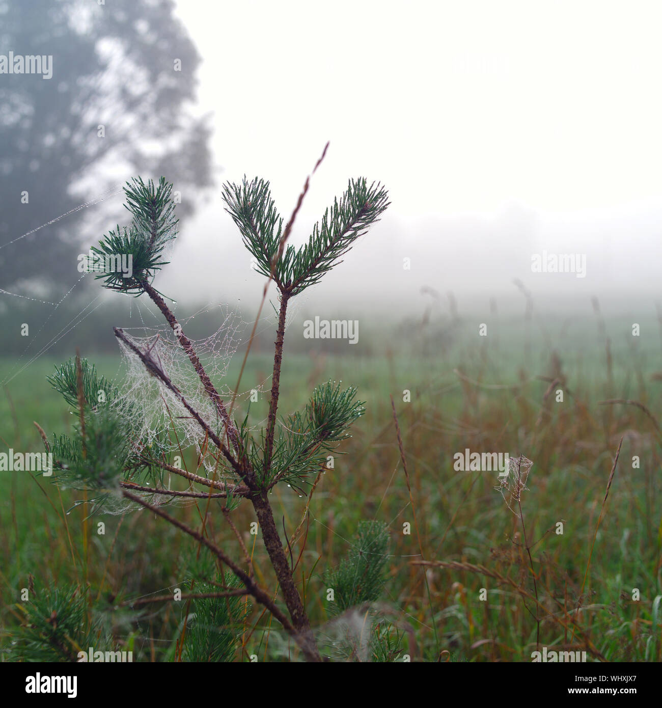 Champ brumeux avec un petit sapin en premier plan, la composition carrée Banque D'Images
