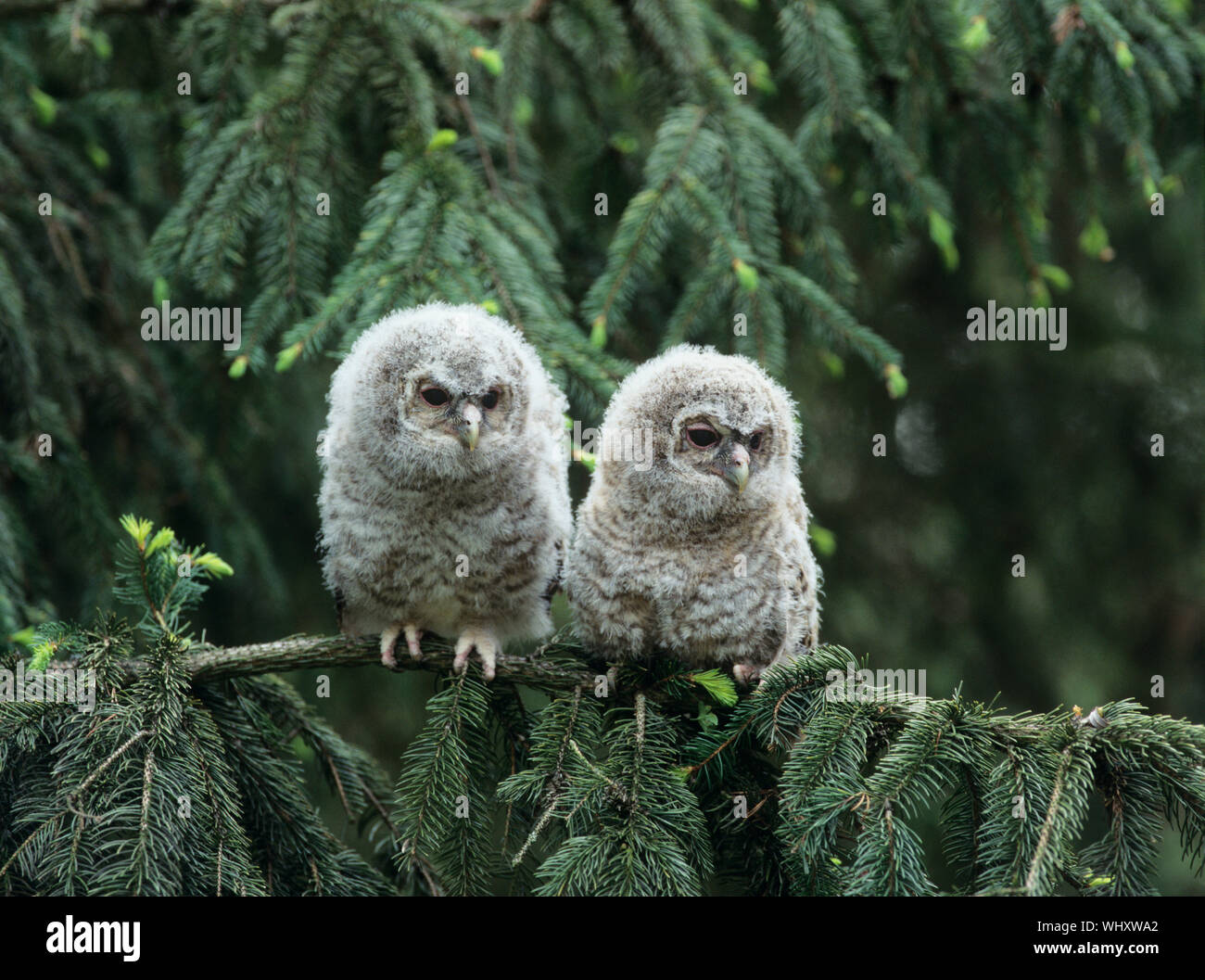 Deux Owlets on Branch Banque D'Images