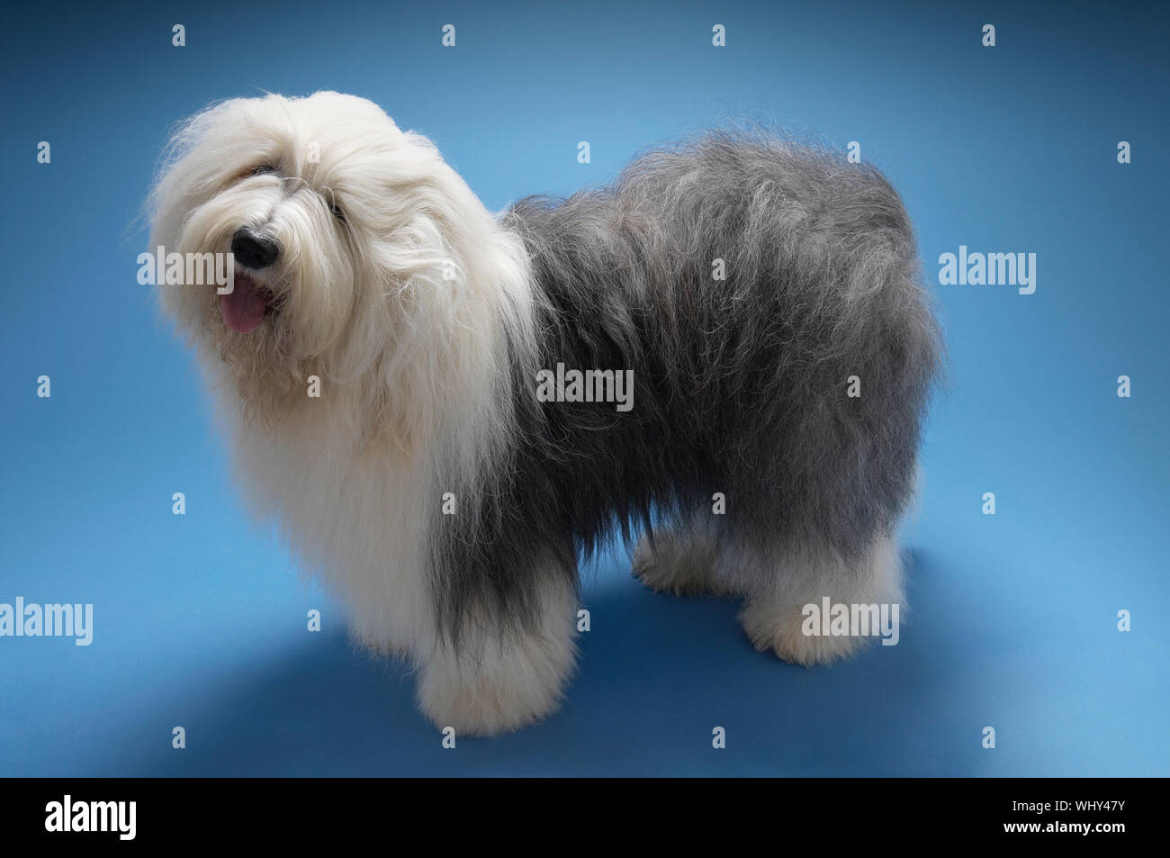 Vue latérale sur toute la longueur de l'Old English Sheepdog debout sur fond bleu Banque D'Images