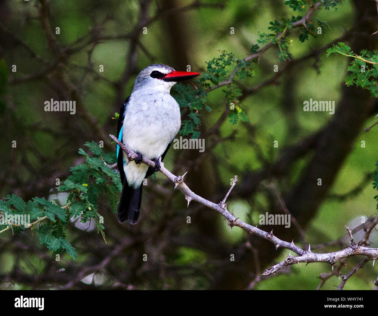 L'appel de l'explosif caractéristique Woodland Kingfisher annonce généralement l'arrivée des pluies que ce membre de la famille de Kingfisher Banque D'Images