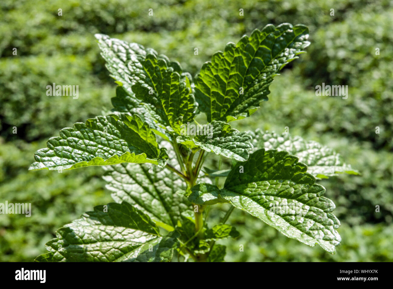 Herbes culinaires, la mélisse Melissa officinalis, plante Banque D'Images
