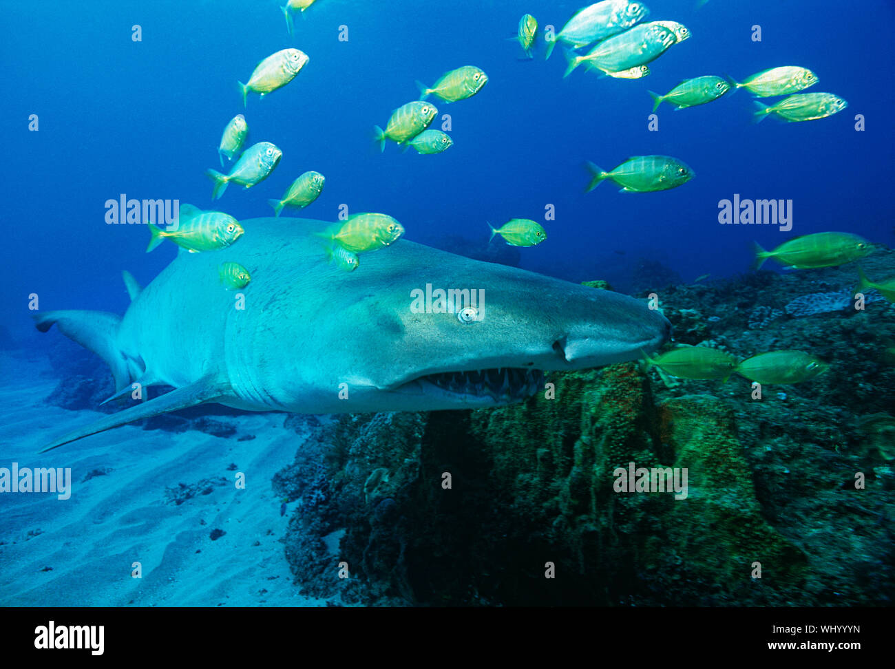 La baie de Sodwana, océan Indien, Afrique du Sud, sand tiger shark (Carcharias taurus) et doré (gnathanodon speciosus) carangue Banque D'Images