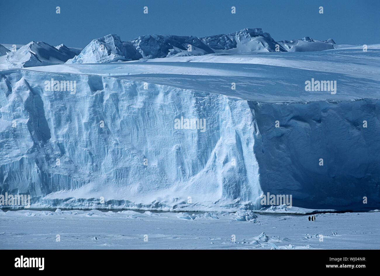L'antarctique, mer de Weddell, Riiser Larsen Ice Shelf, Iceberg avec Manchots Empereurs Banque D'Images