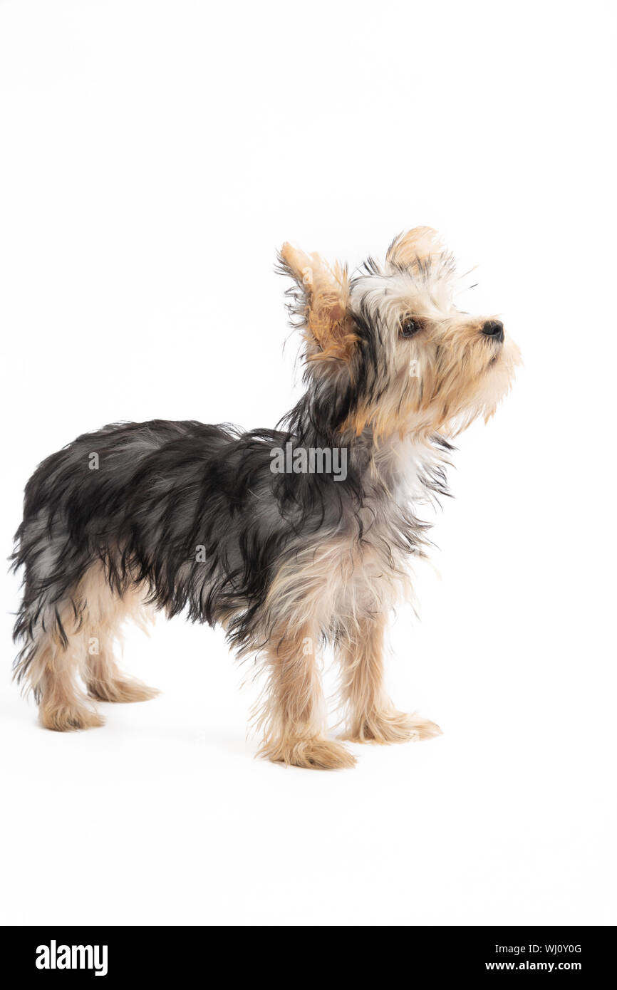 Yorkshire Terrier Puppy sur fond blanc Banque D'Images