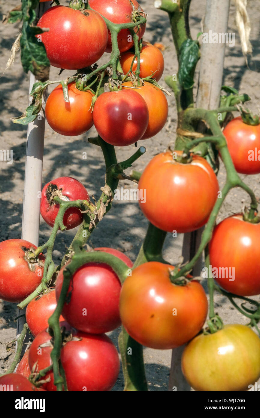 Solanum lycopersicum 'Eva Purple Ball' cultiver des tomates dans le jardin Banque D'Images