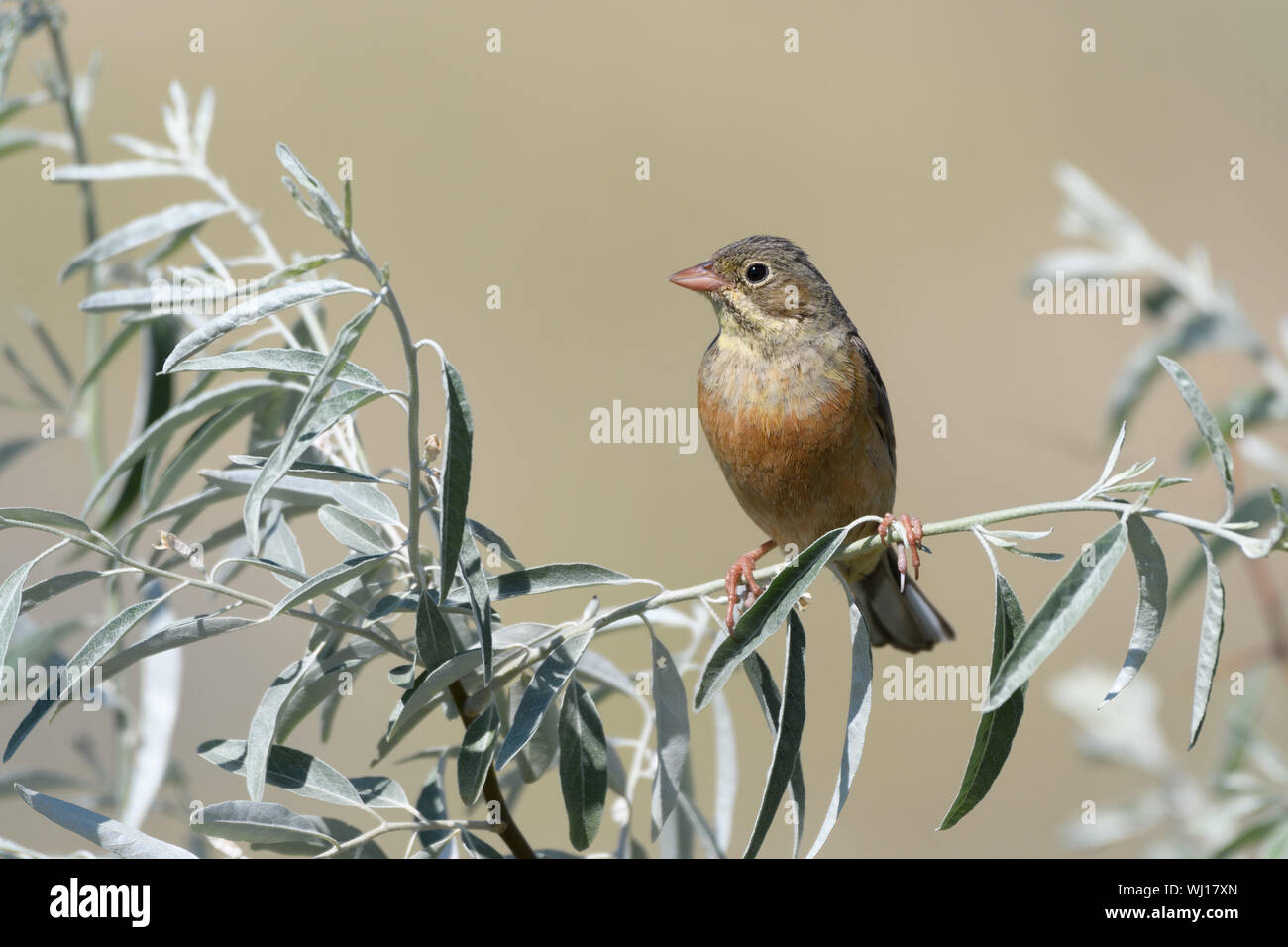 Un bel oiseau d'avoine est assis sur une branche d'arbre avec des feuilles vertes d'argent sur un fond jaune floue. Close-up. Banque D'Images