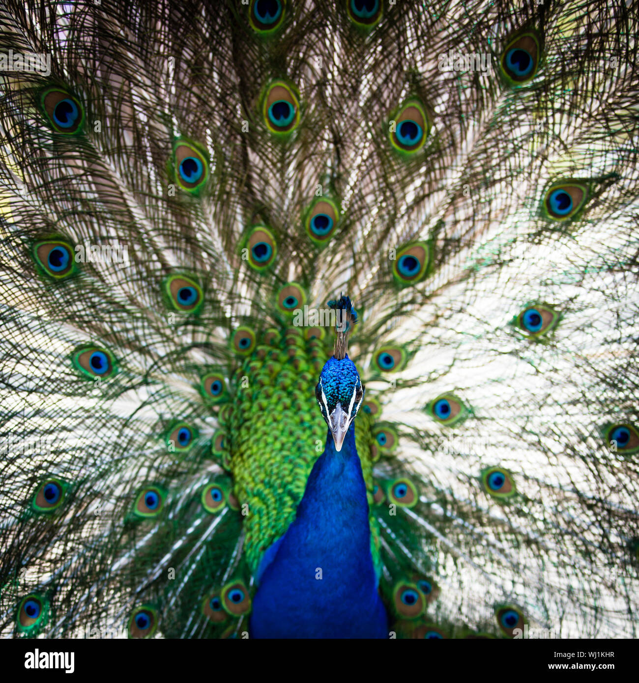 Avec des plumes de paon magnifique (Pavo cristatus) (shallow DOF ; couleur tonique libre) Banque D'Images