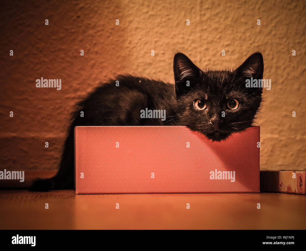 Boite A Chat Banque D Image Et Photos Alamy