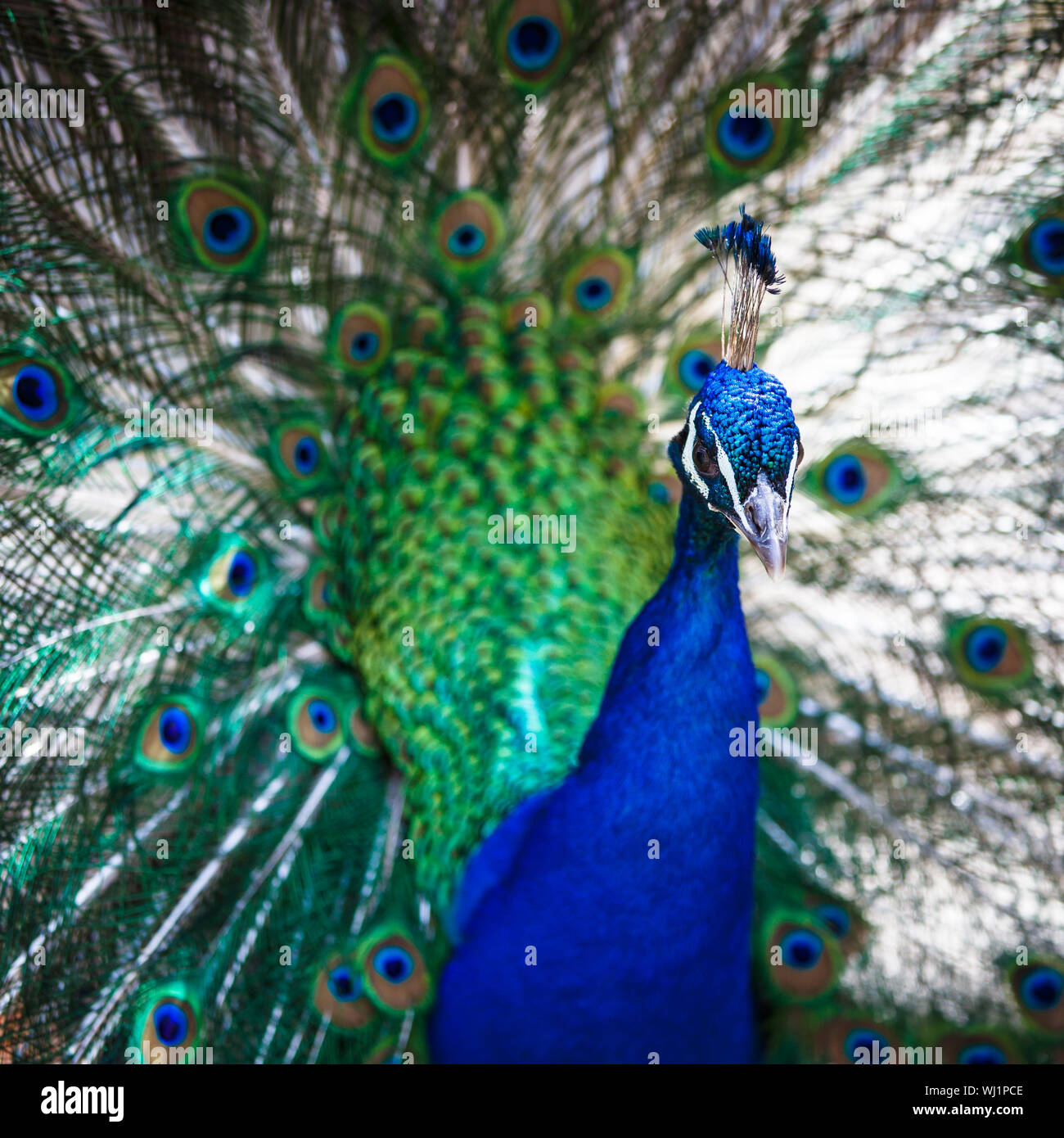 Avec des plumes de paon magnifique (Pavo cristatus) (shallow DOF ; couleur tonique libre) Banque D'Images