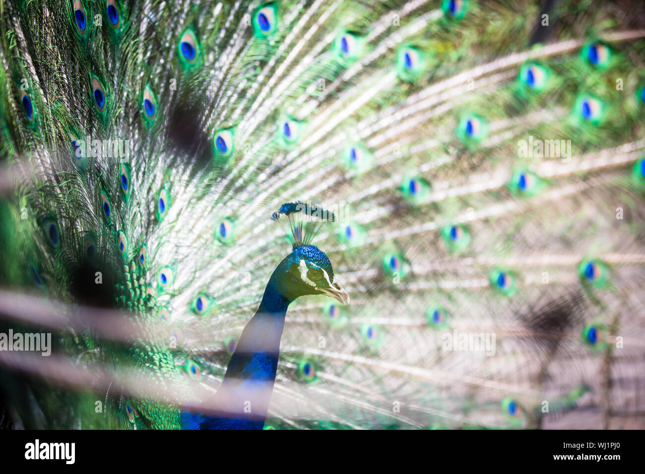 Avec des plumes de paon magnifique (Pavo cristatus) (shallow DOF ; couleur tonique libre) Banque D'Images