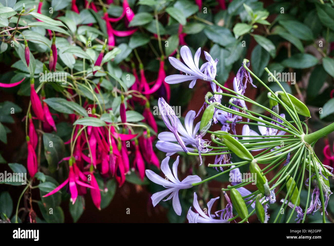 Lily du Nil, Agapanthus 'Bleu Aleny', Lily bleue africaine, fuchsia rouge Agapanthus fleurissent dans le jardin Banque D'Images