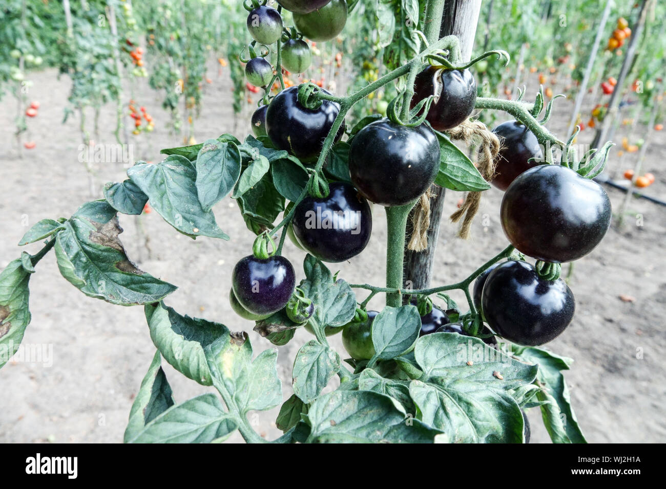 Solanum lycopersicum Black Tomato 'Indigo Rose' cultive des tomates dans le plante de jardin de tomates Banque D'Images