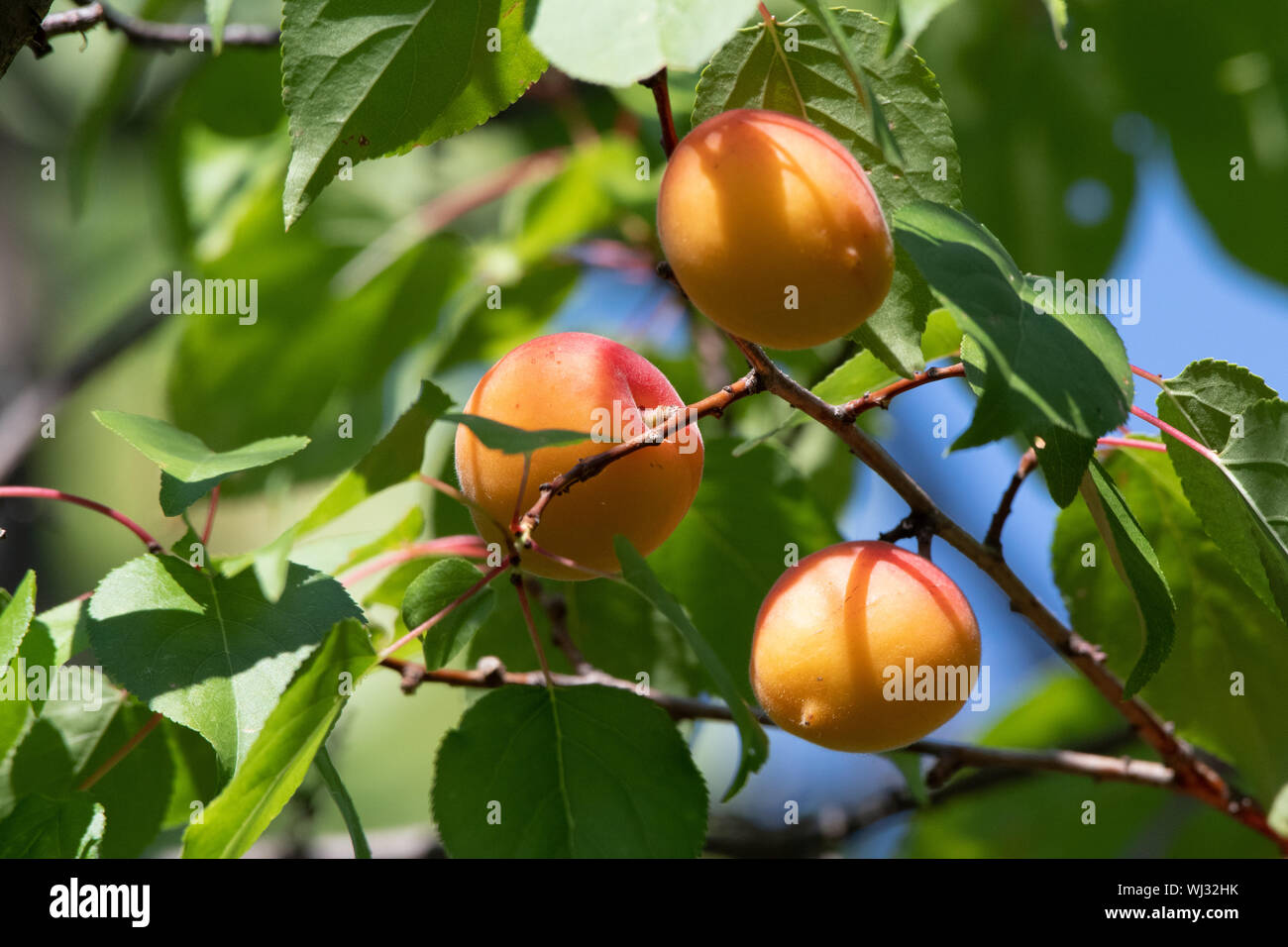 Branche verte avec des abricots mûrs sur un arbre dans le jardin contre un ciel bleu. Close-up. Banque D'Images