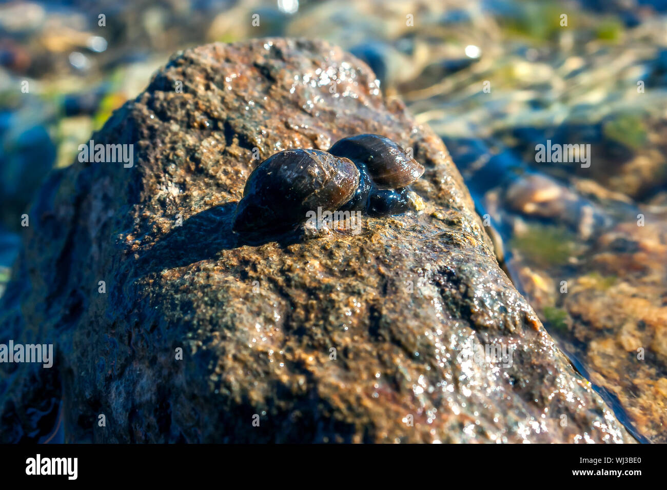 Deux grands étang escargots (Lymnaea stagnalis) sur la pierre humide par un après-midi d'été. Banque D'Images