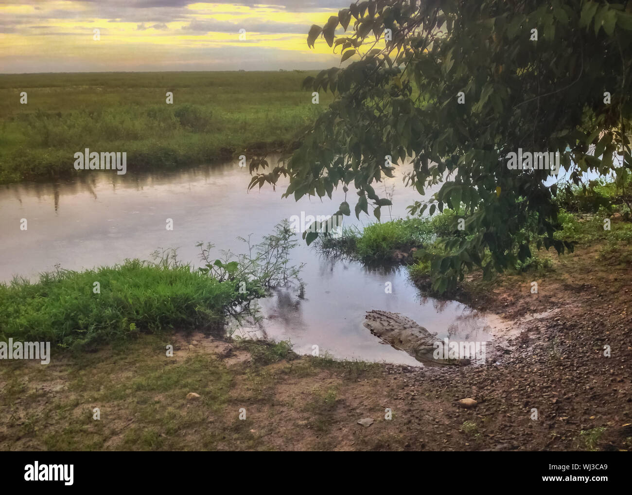 Vue d'un marécage en Amérique latine avec un crocodile dans l'avant-plan. Banque D'Images