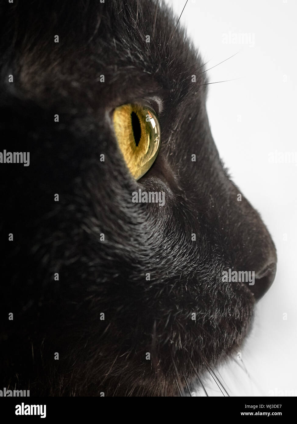 Close Up Portrait D Un Chat Angora Turc Noire Avec Details Oeil Jaune Sur Fond Blanc A Droite Photo Stock Alamy