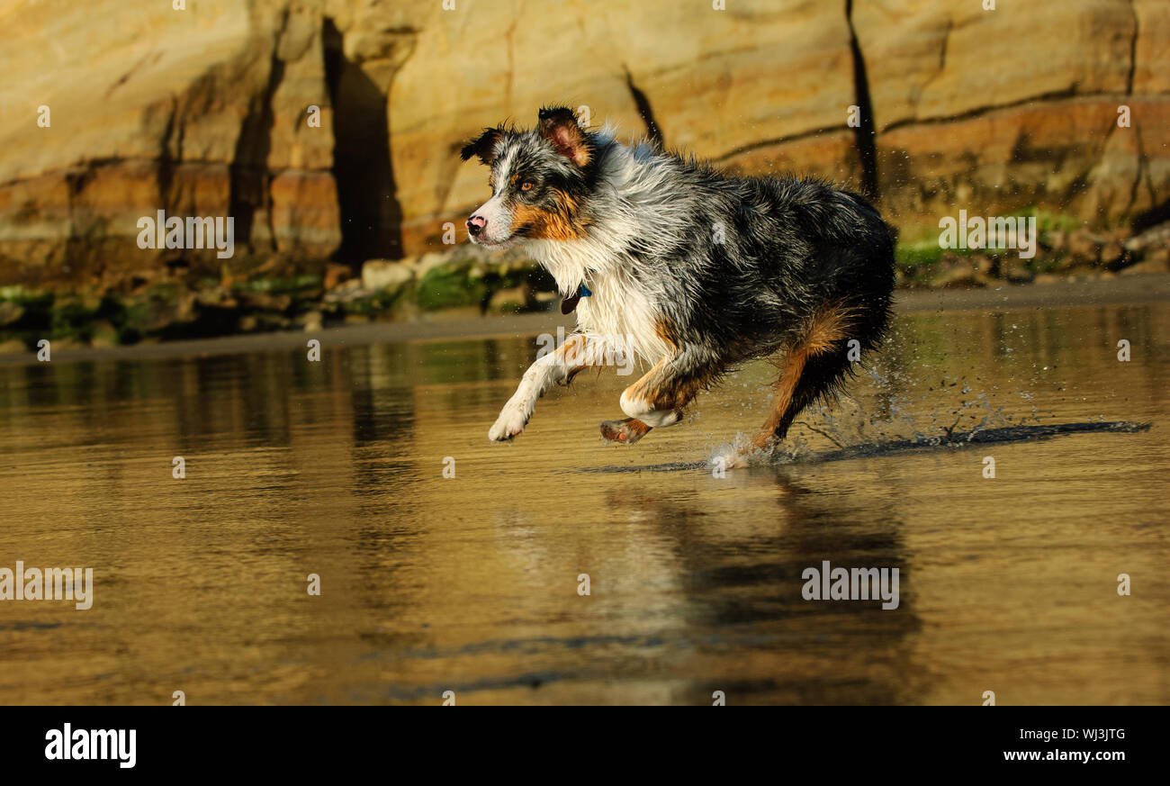 Berger Australien Qui Court Banque De Photographies Et D Images A Haute Resolution Alamy