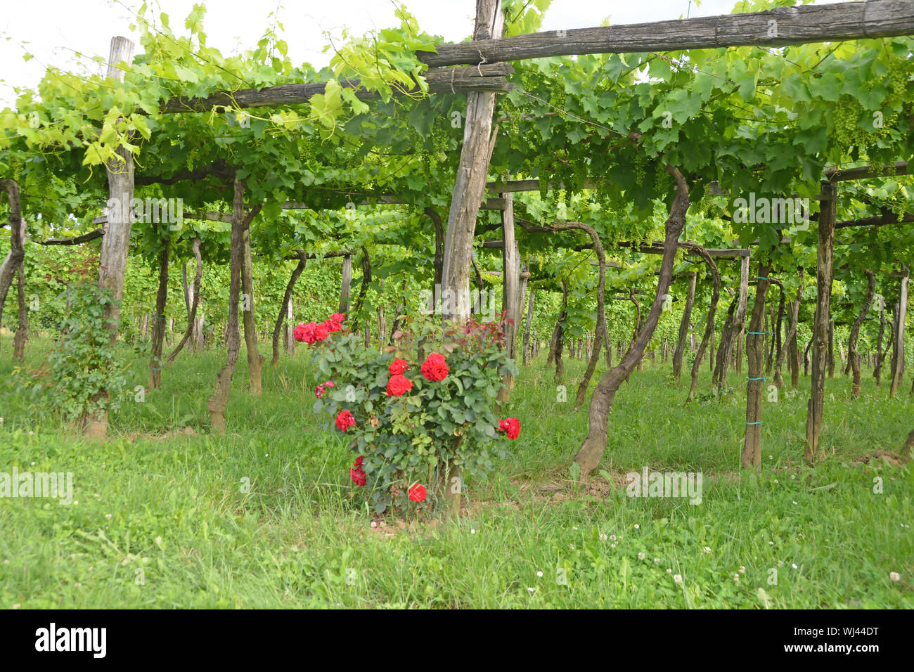 En utilisant le système de treillis de grappes suspendues à partir d'un treillis en bois traditionnel. Avec des roses Banque D'Images