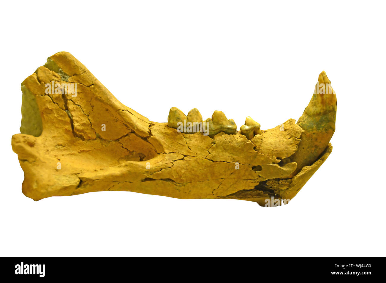Un lion des cavernes (Panthera spelea) mâchoire inférieure (mandibule) de la dernière période glaciaire avec d'immenses canines et molaires intacts. Isolés contre un white background Banque D'Images