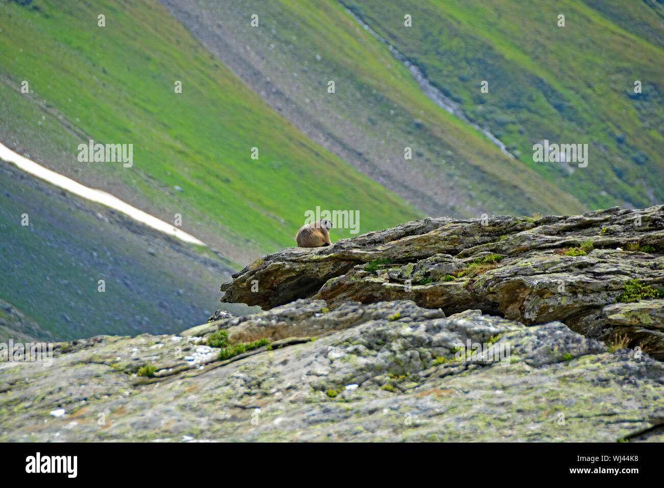 Une marmotte continue à regarder dehors pour sa famille, assis sur une grande dalle de granit dans les montagnes Banque D'Images