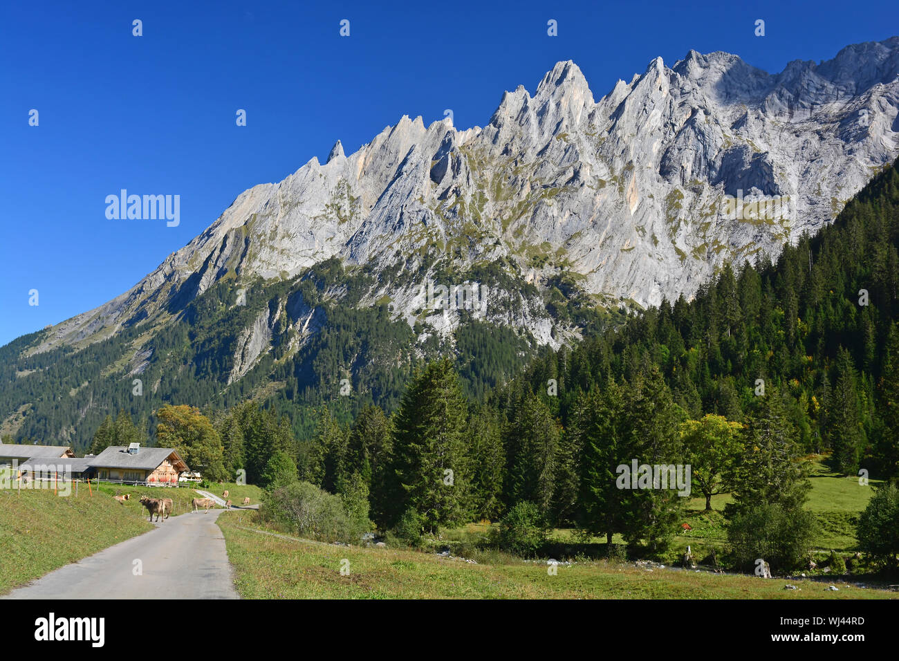 Vue sur la montagne au-dessus de Grindlewald Engelhorn dans les Alpes Bernoises, avec vaches Simmental dans l'avant-plan Banque D'Images