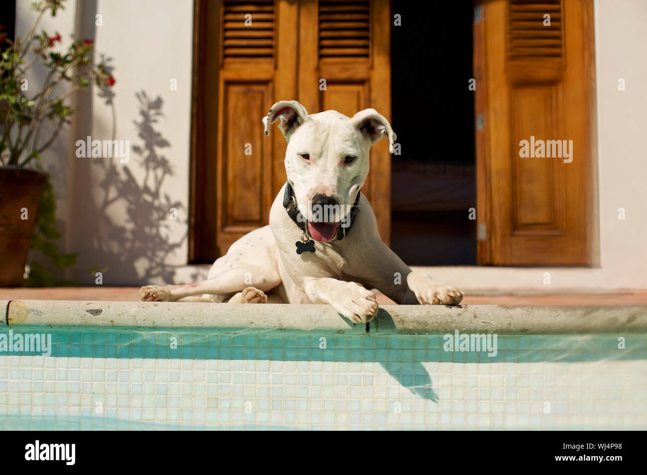 Portrait chien heureux portant à la piscine ensoleillée Banque D'Images