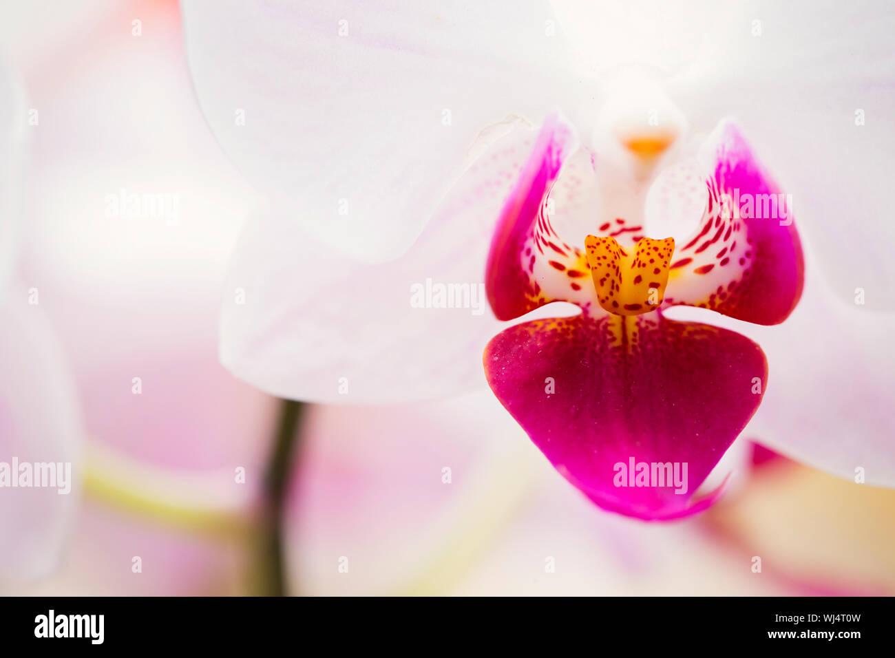 Orchide Blanche Et Rose