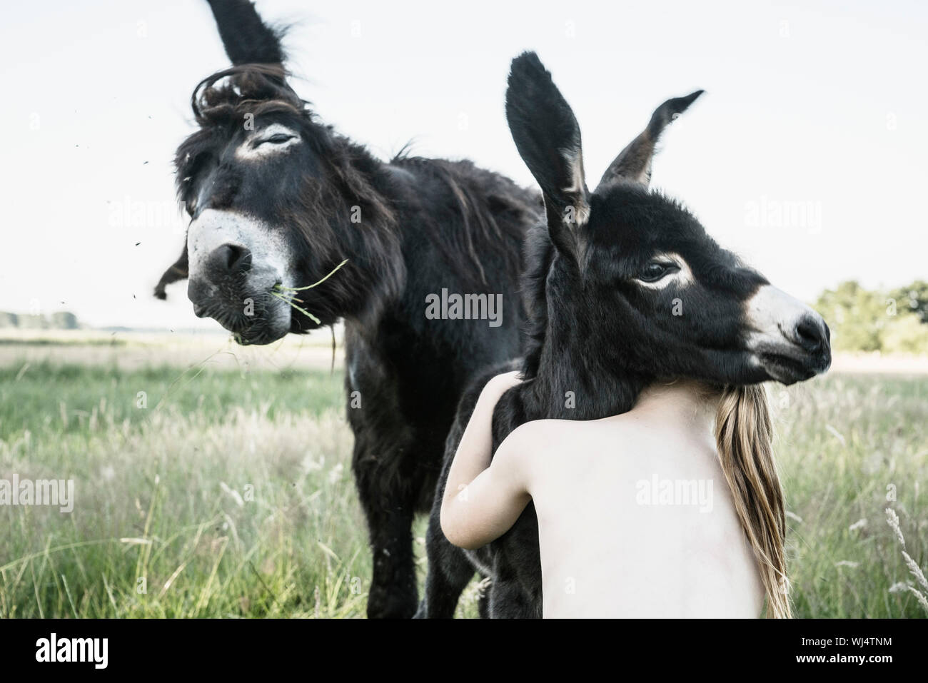 Torse nu girl hugging baby donkey in rural field Banque D'Images