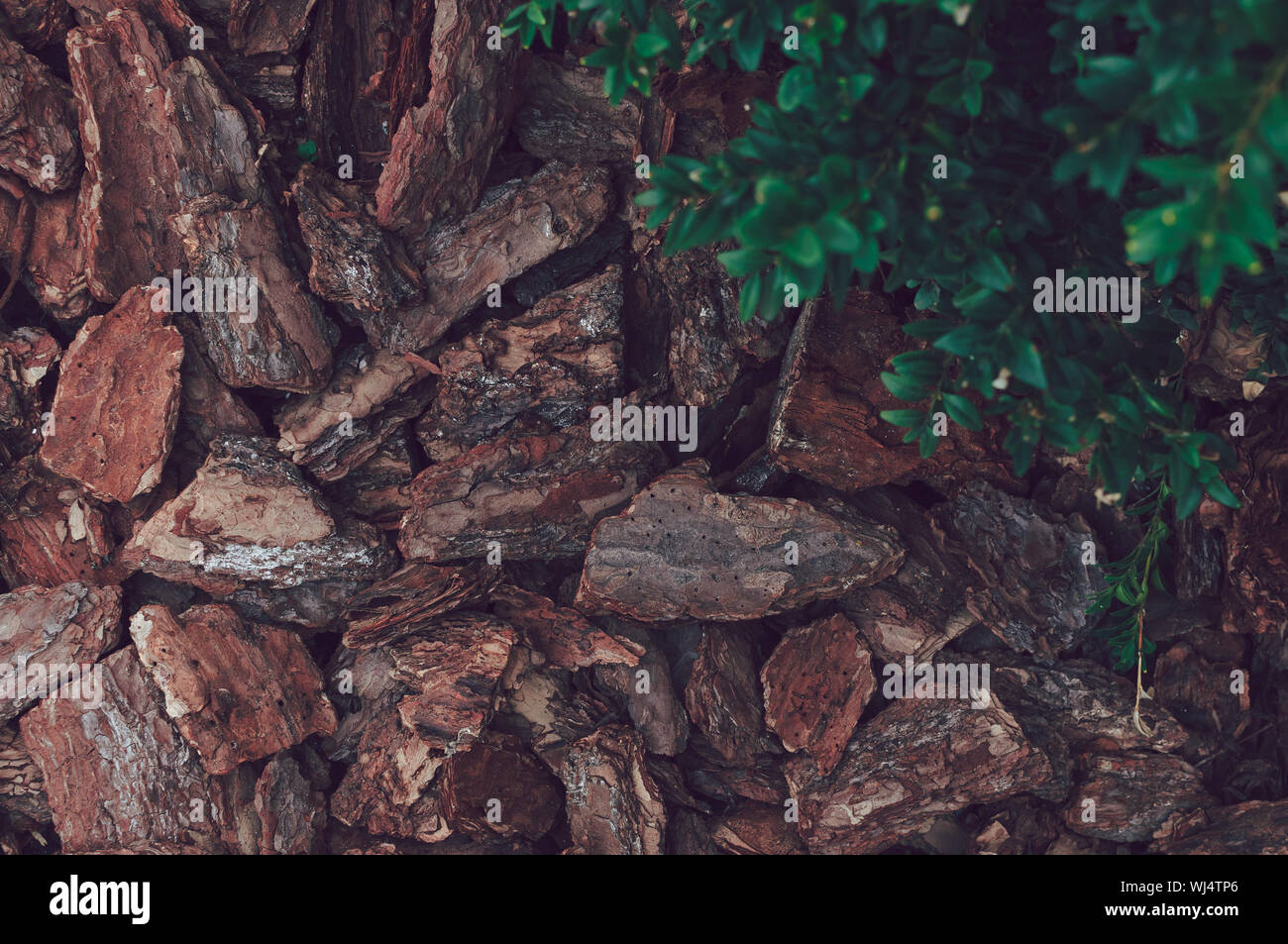 Faire rissoler les morceaux de fond naturel de copeaux de bois à partir de l'écorce de pin pour le jardinage ou les thèmes. Dans l'angle droit sont des feuilles vertes. Le paillis pour flo Banque D'Images