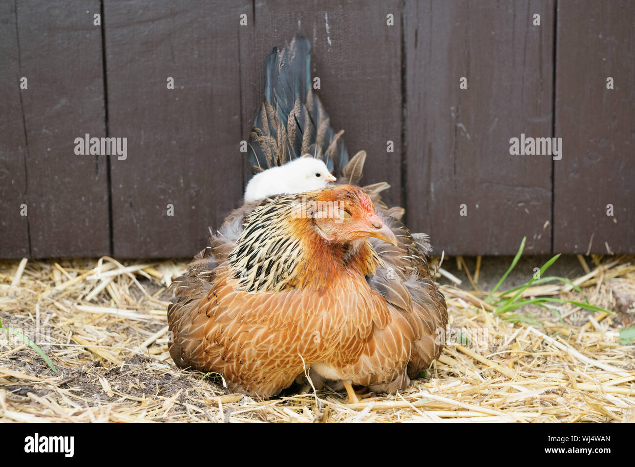 Oisillon qui met sur la paille en poule Banque D'Images