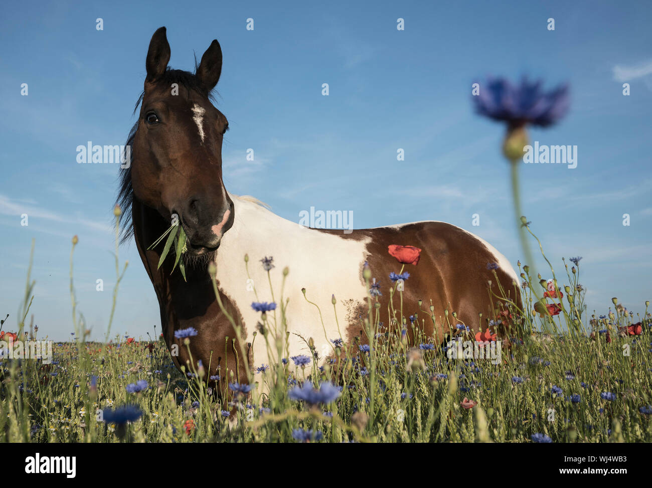 Portrait calèche à sunny domaine rural avec les fleurs sauvages Banque D'Images