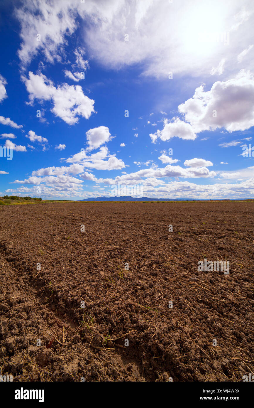 Champs de riz céréales en jachère après la récolte à l'Espagne Méditerranéenne Banque D'Images Champs de riz céréales en jachère après la récolte à l'Espagne Méditerranéenne Banque D'Images