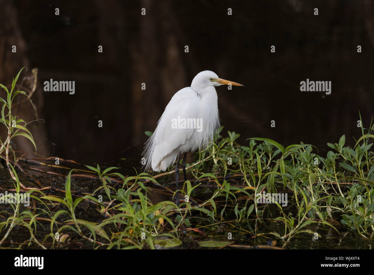 Grande aigrette, le Parc National de Kakadu, Australie Banque D'Images