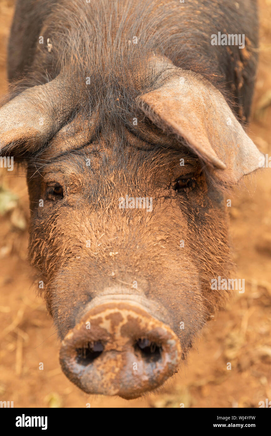 Close up portrait of free range pig muddy Banque D'Images