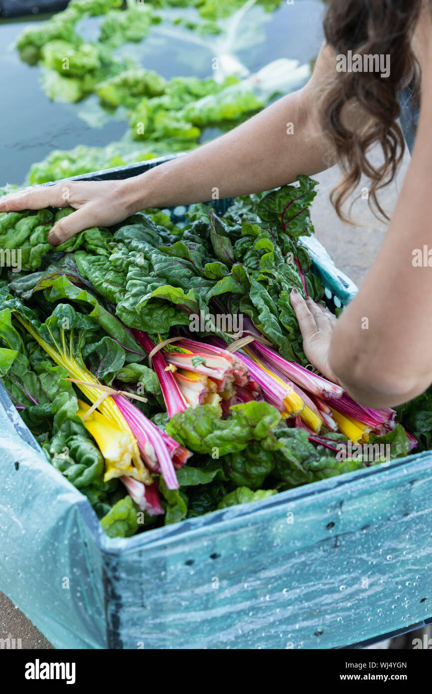 Woman harvesting fresh rainbow chard Banque D'Images