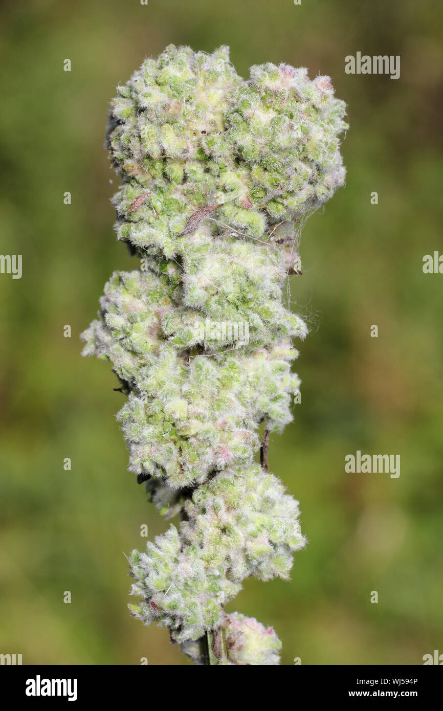 Des galles sur Broom Cytisus scoparius causé par l'acarien Aceria genistae Gall Banque D'Images