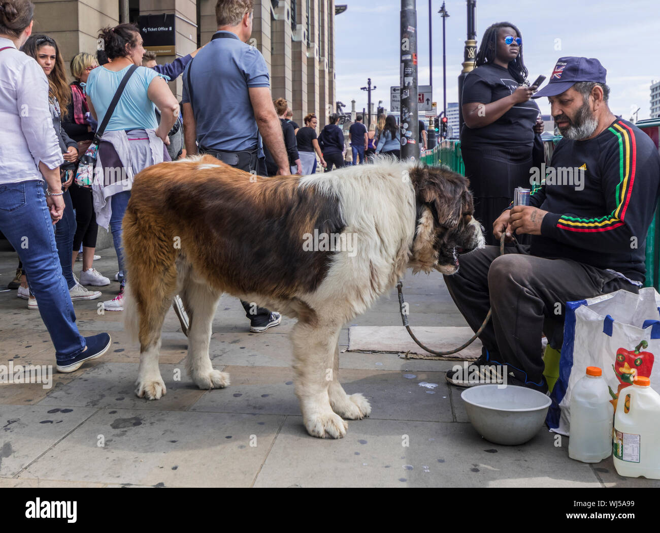 Grand St Bernard race de chien dans les rues de Londres, avec un homme qui semble être sans abri ou vivant dans la rue, au Royaume-Uni. Banque D'Images