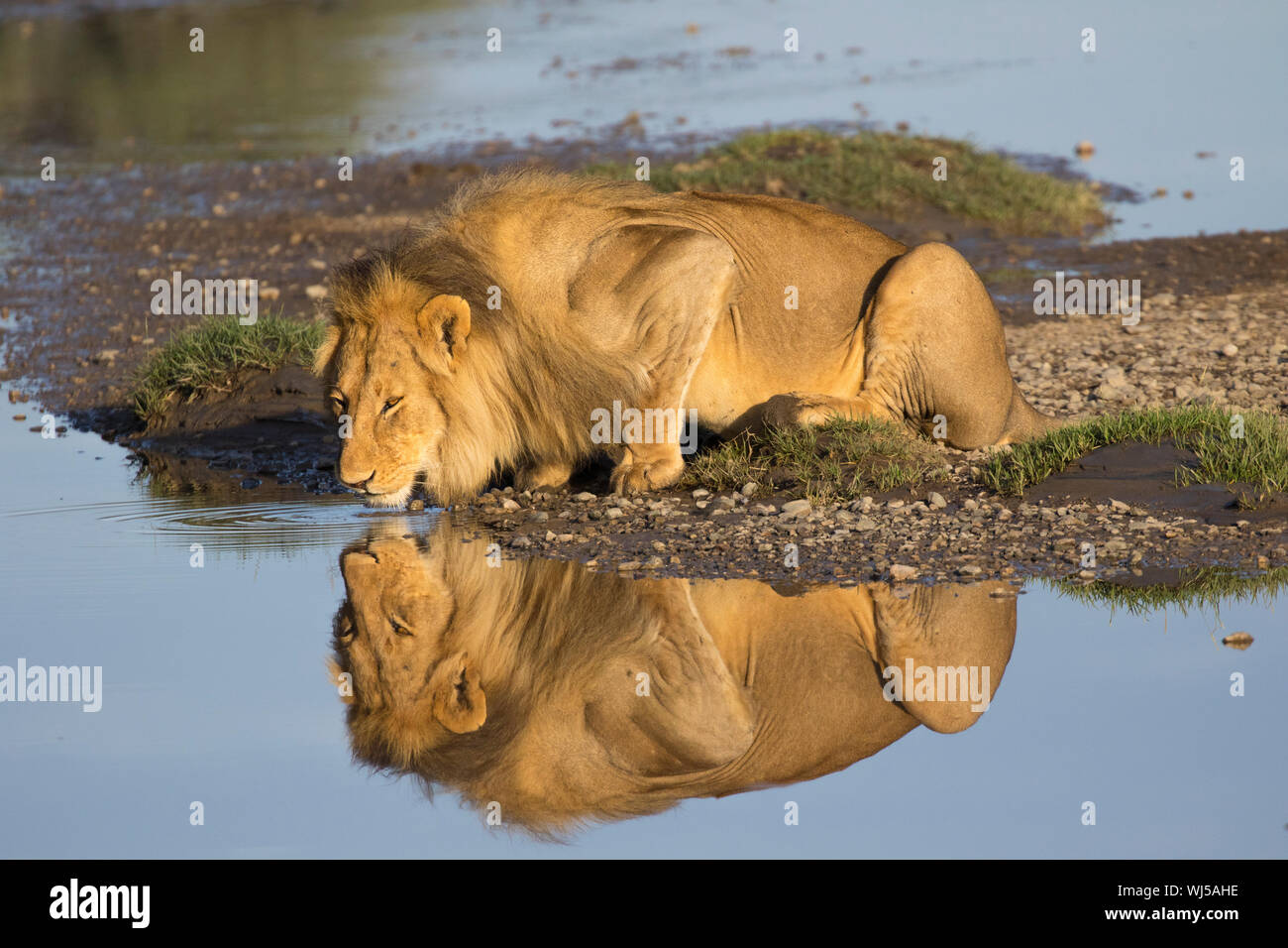 L'African Lion (Panthera leo), mâle, de boire à la rivière, Ndutu Ngorongoro Conservation Area, le sud de Serengeti, Tanzanie. Banque D'Images