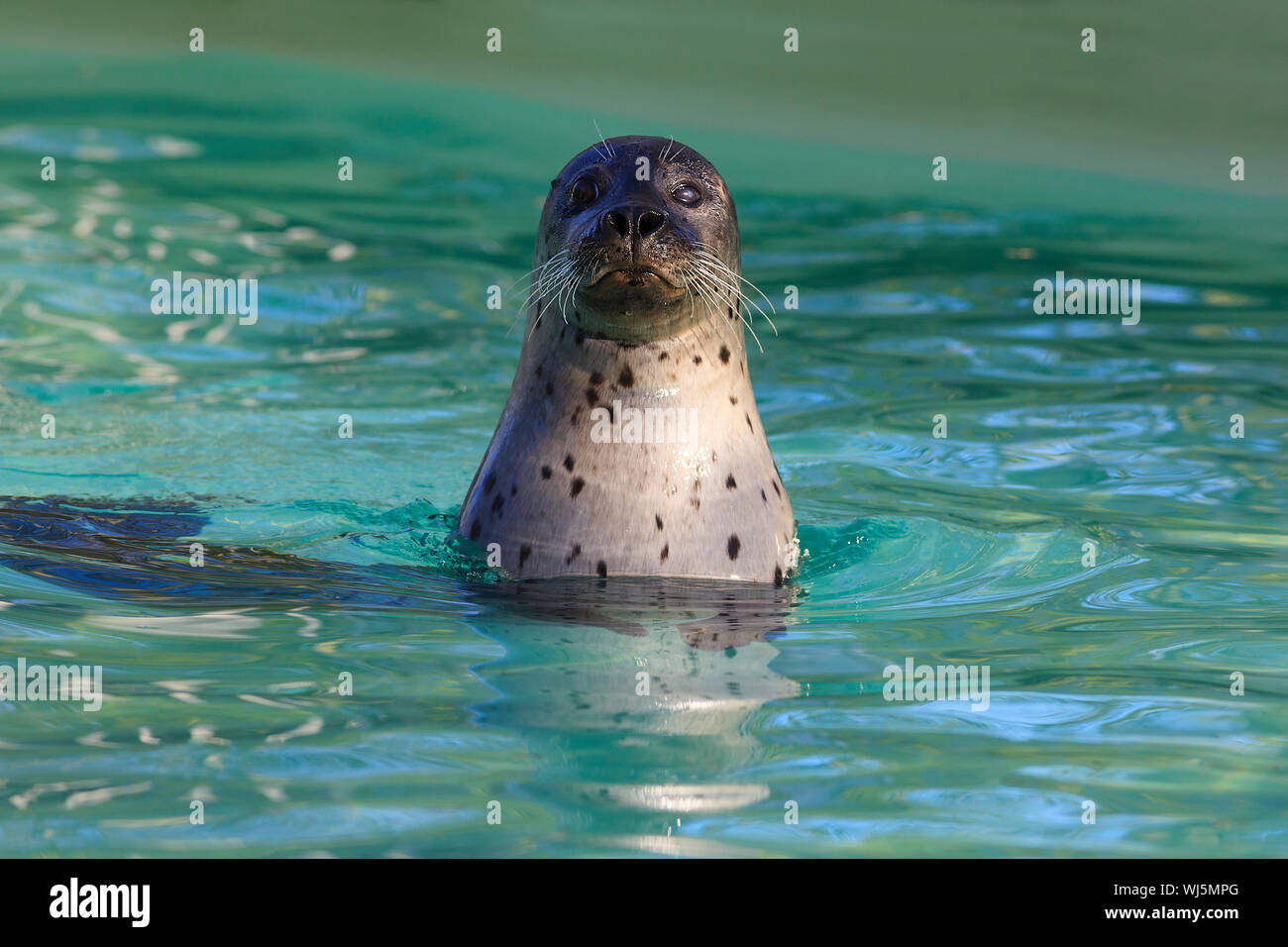 Chef de natation cute seal Banque D'Images