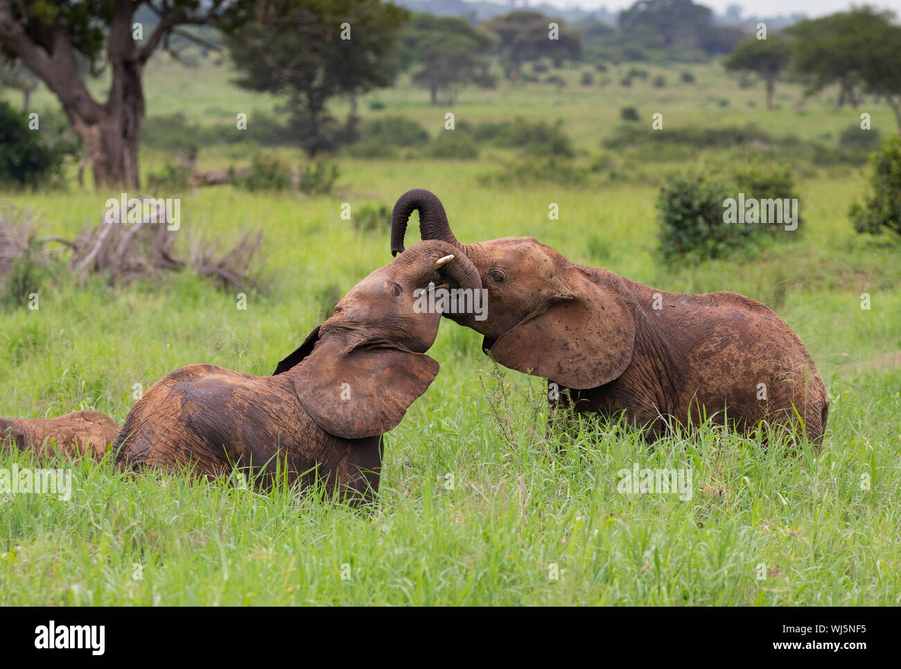 L'éléphant africain (Loxodonta africana) jeunes jouant, parc national de Tarangire, en Tanzanie. Banque D'Images