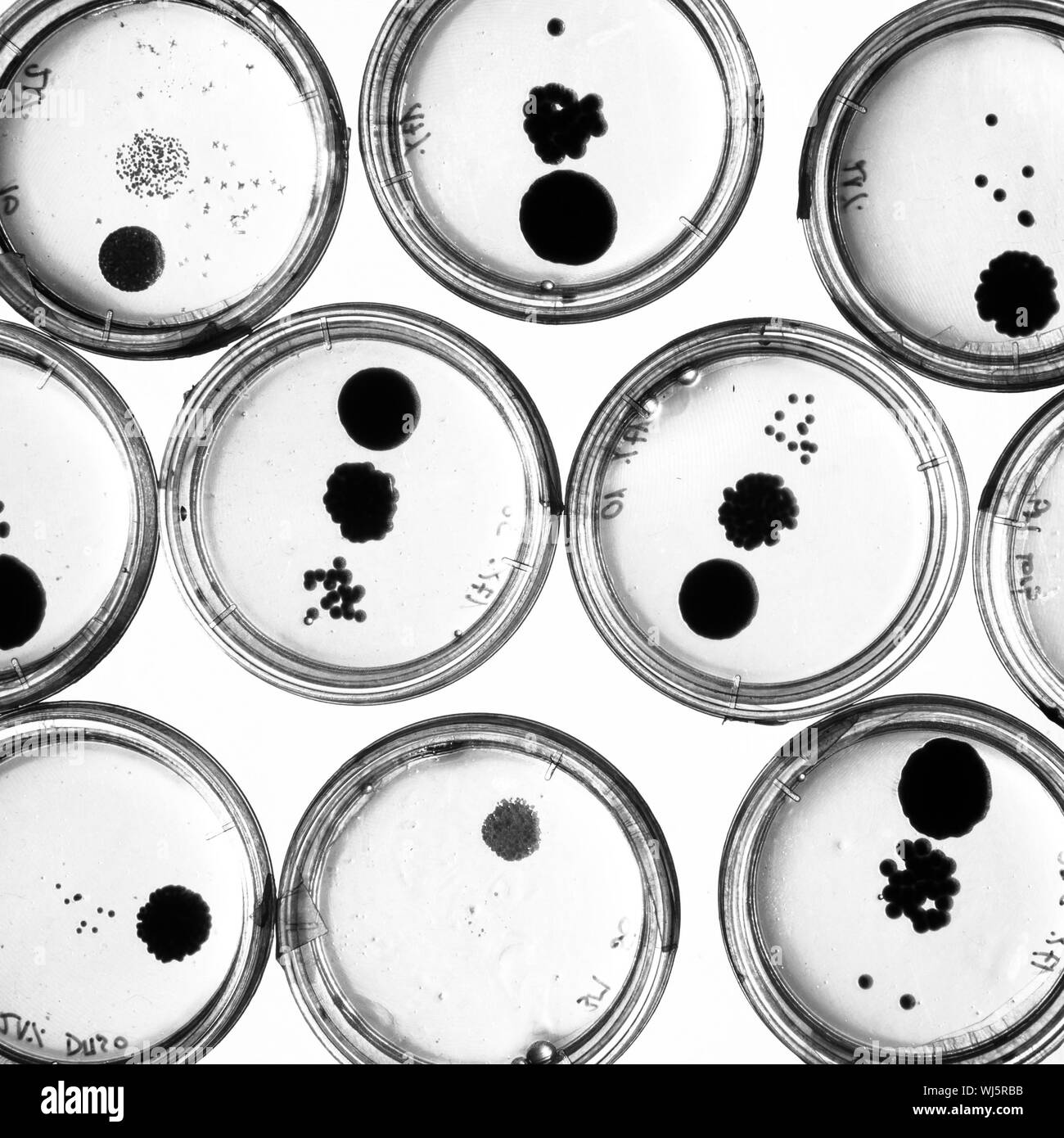 Des bactéries dans des boîtes de Pétri sur gélose dans le cadre d'expérience  scientifique. Un plan macro noir et blanc Photo Stock - Alamy
