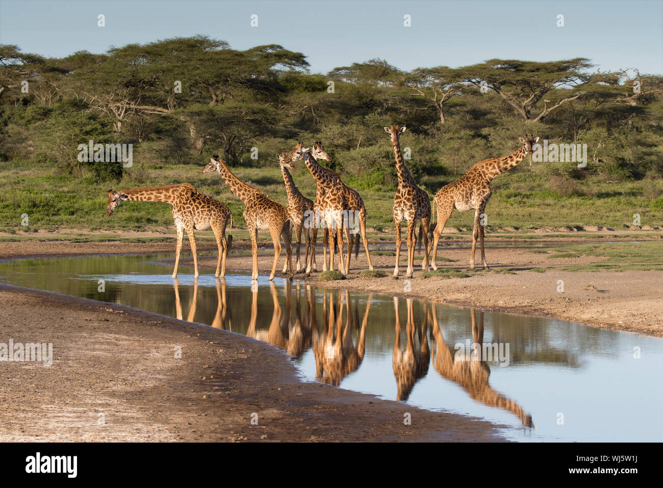 Les Masais Girafe (Giraffa camelopardalis) tippelskirchii à potable, rivière, Ndutu Ngorongoro Conservation Area, Serengeti, Tanzanie du sud. Banque D'Images