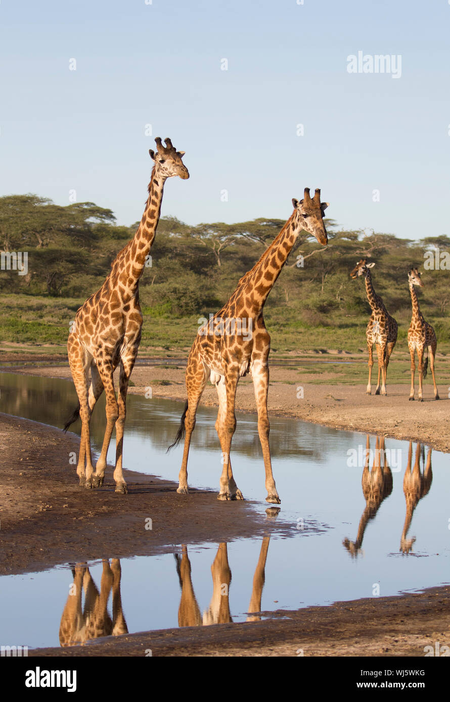 Les Masais Girafe (Giraffa camelopardalis) tippelskirchii à potable, rivière, Ndutu Ngorongoro Conservation Area, Serengeti, Tanzanie du sud. Banque D'Images