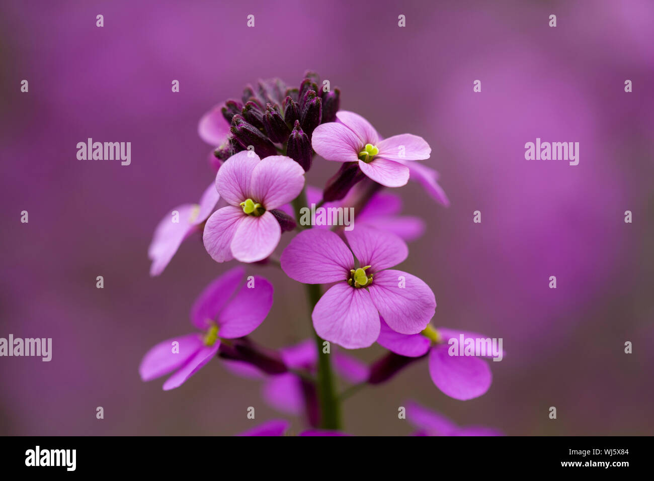 Close-up de l'Erysimum Bowles Mauve (Erysimum linifolium glaucum) fleurs. Banque D'Images