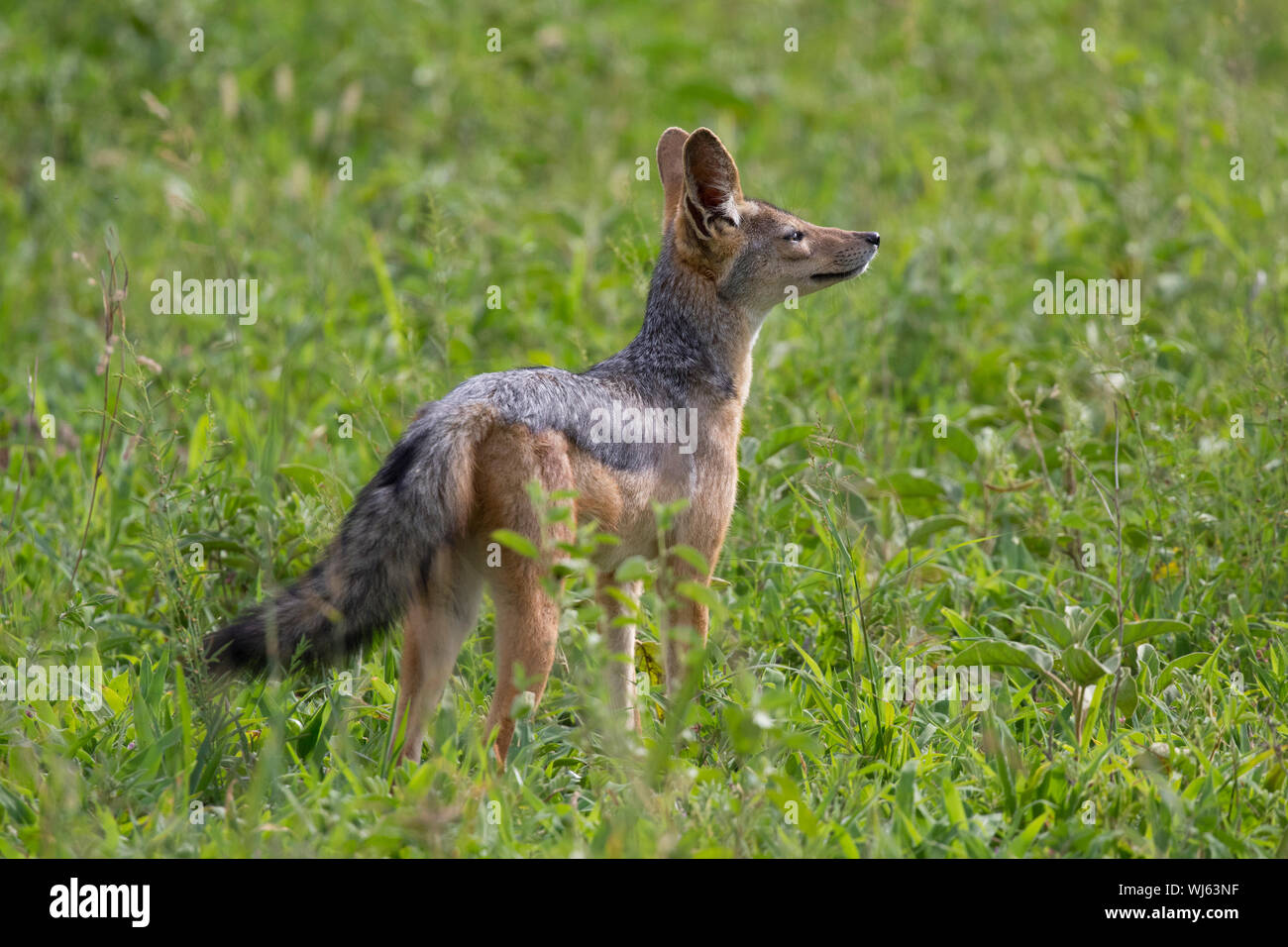 Le Chacal à dos noir (Canis mesomelas) odeur de l'air,, Ndutu Ngorongoro Conservation Area, le sud de Serengeti, Tanzanie. Banque D'Images