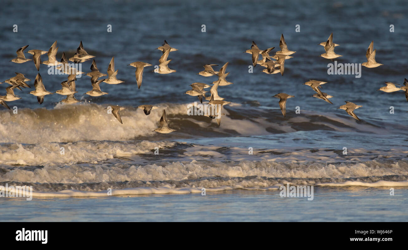 Bécasseau maubèche (Calidris canutus) troupeau en vol le long du littoral, Burnham Overy, Norfolk, Royaume-Uni. Janvier Banque D'Images