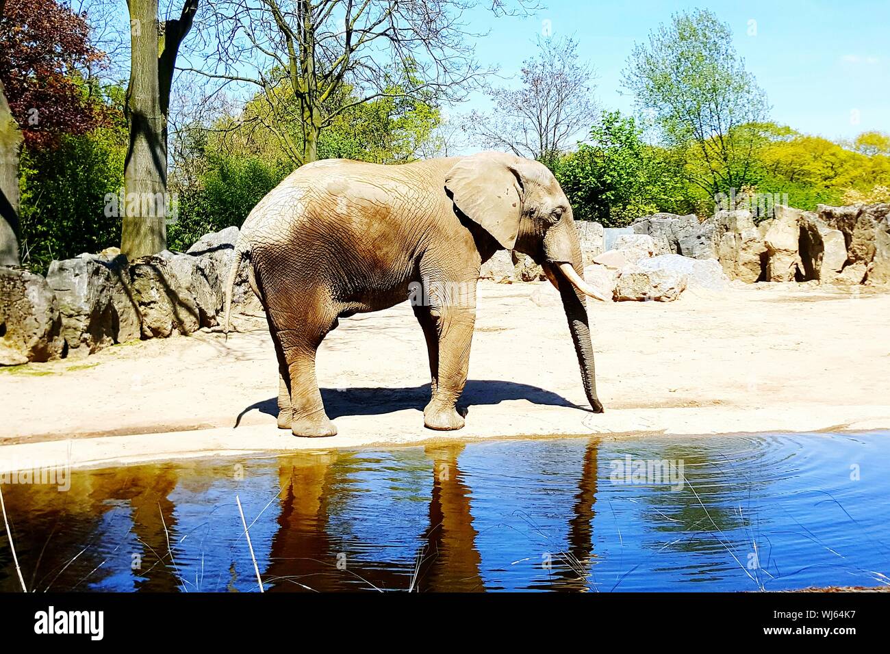 L'eau par l'éléphant Banque D'Images