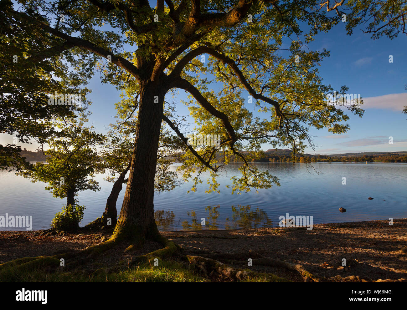 Chêne pédonculé (Quercus robur) et le lac Windermere en automne, Lake District, Cumbria, Royaume-Uni. Octobre Banque D'Images