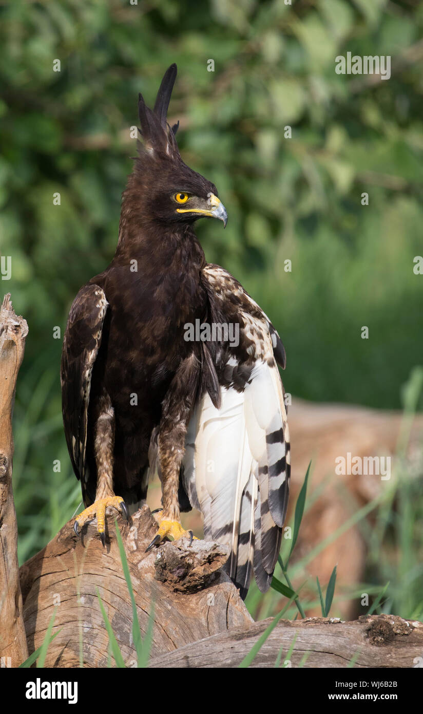 Long-crested Eagle (Lophaetus occipital) Parc national de Tarangire, en Tanzanie. Banque D'Images